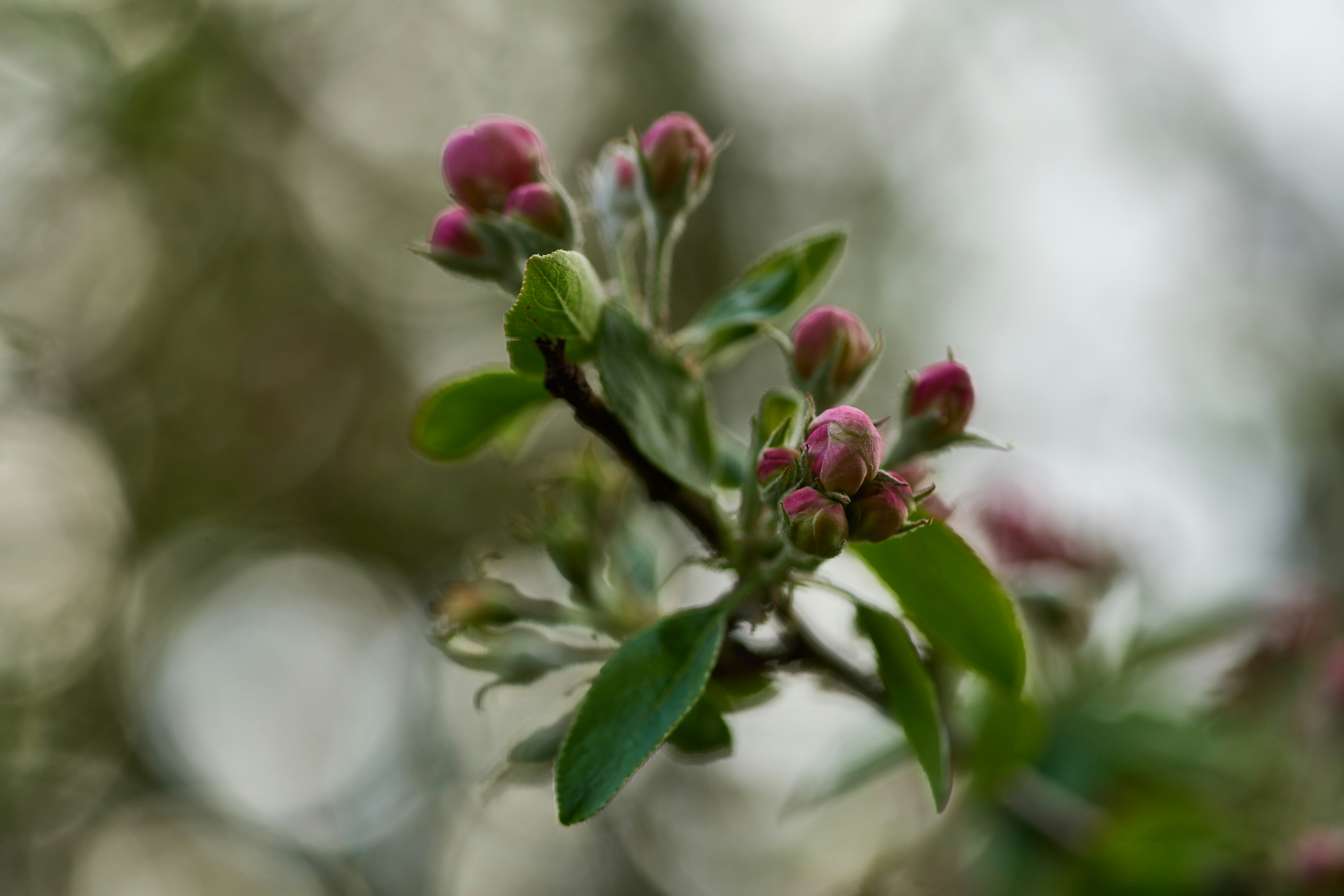 Photo by wolfgang_hasselmann