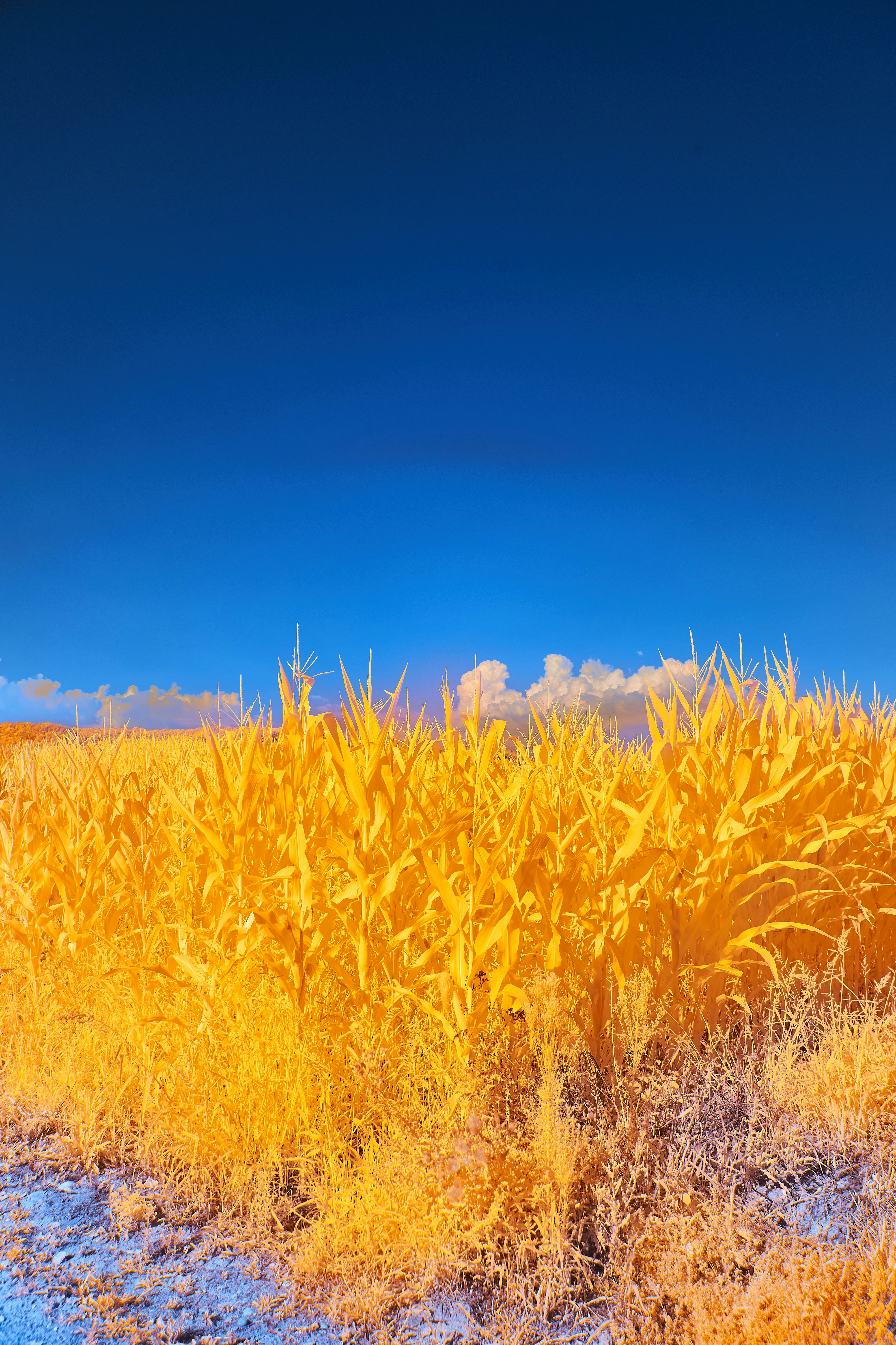 Photo by wolfgang_hasselmann