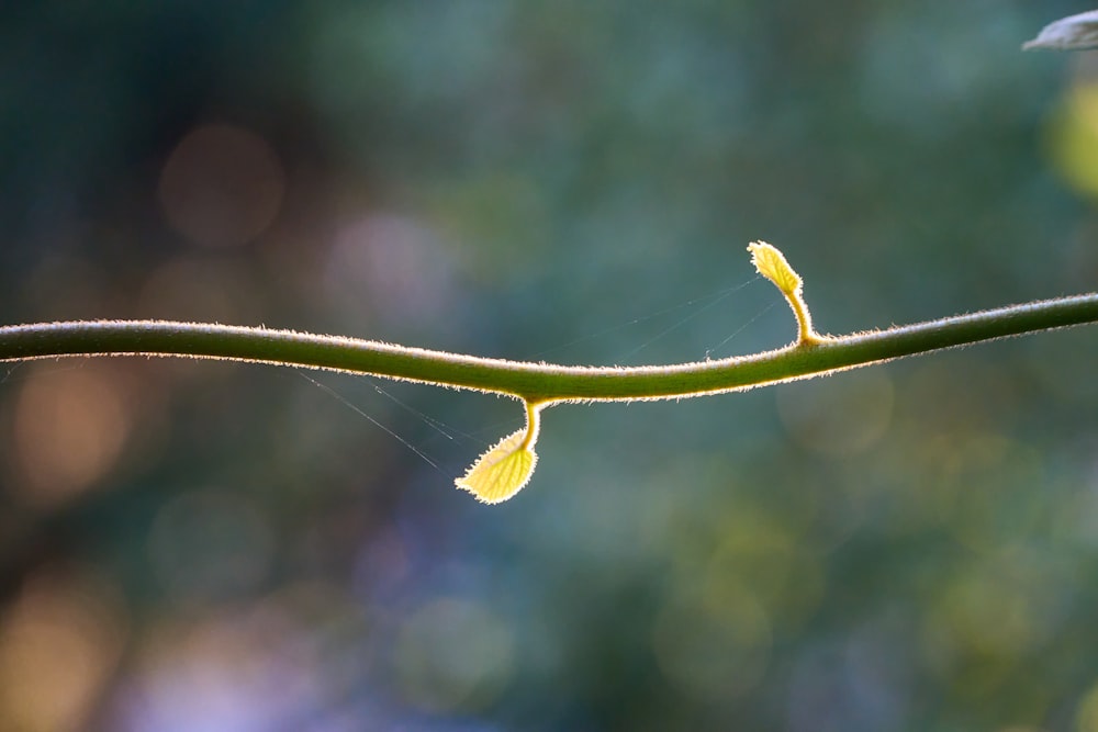 a close up of a leaf