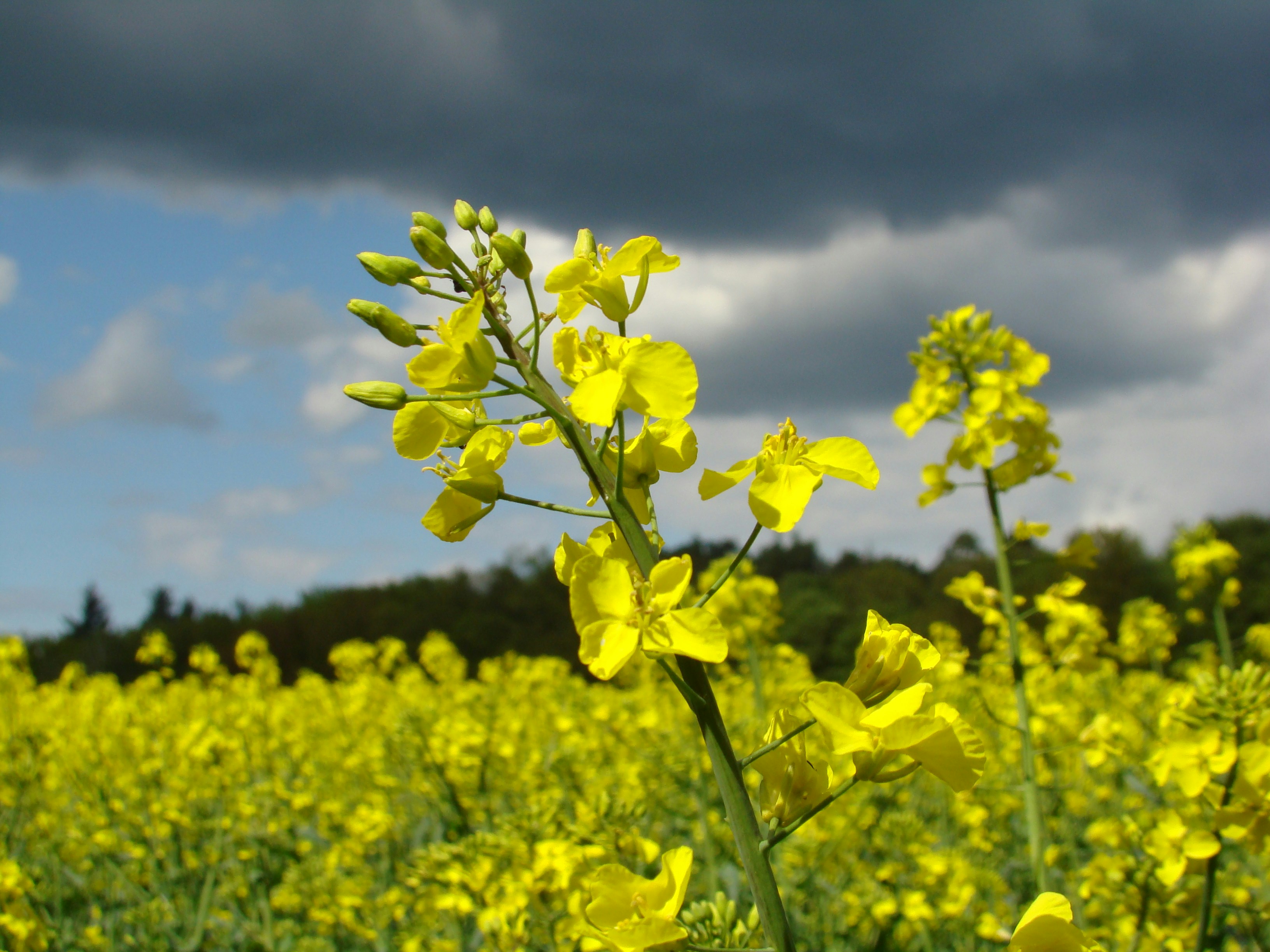 a field of yellow flowers