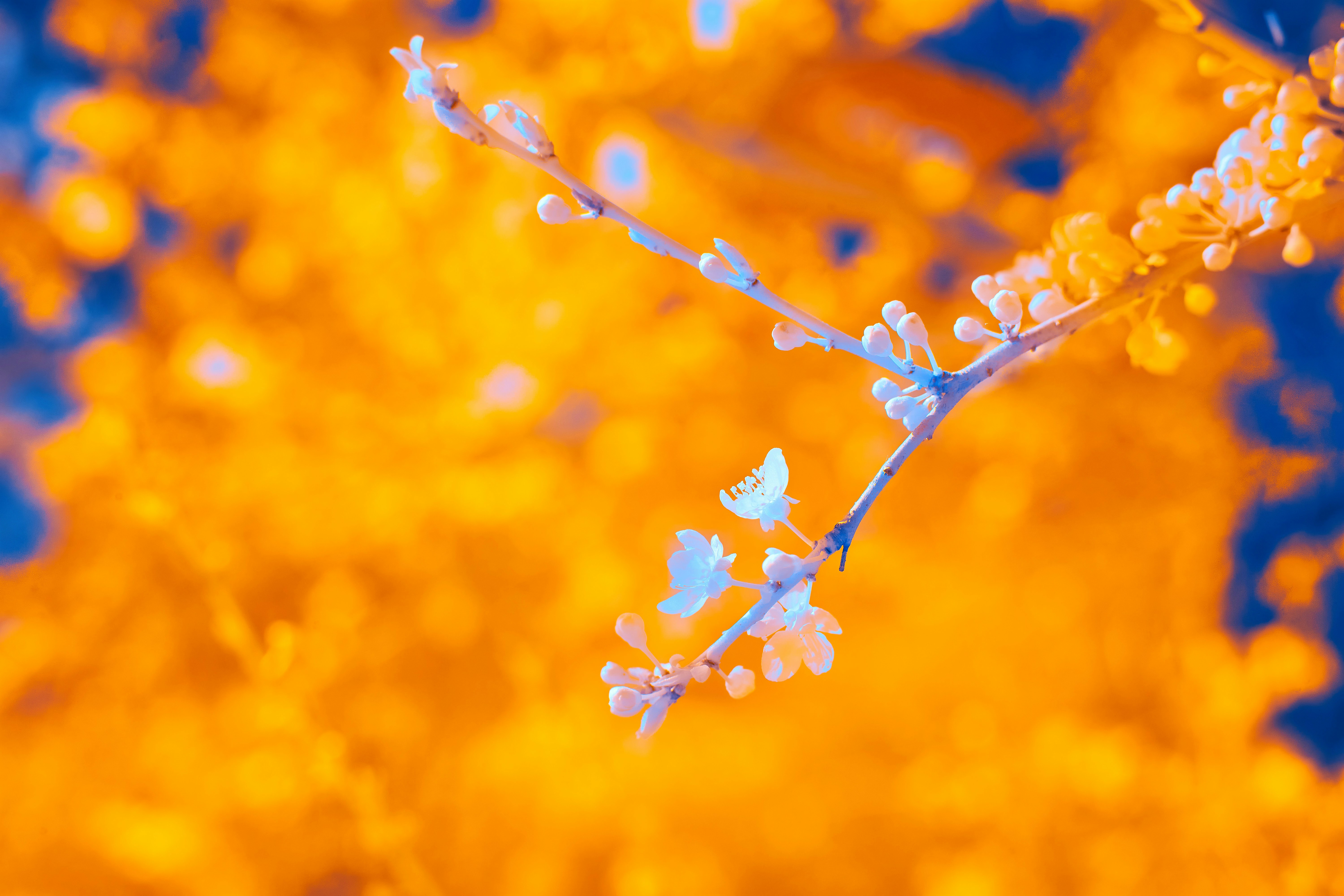 Photo by wolfgang_hasselmann