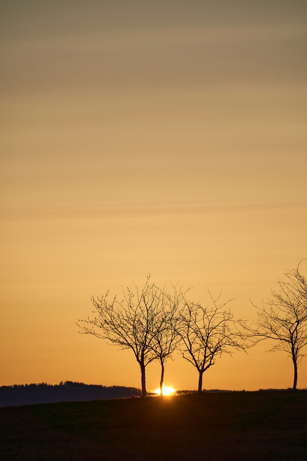 a group of trees with the sun behind them