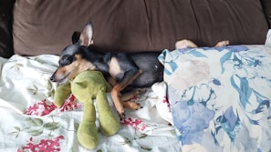 A small dog is lying on a bed, cuddling with a green stuffed toy. The bed has floral-patterned sheets in white and blue, with a brown cushion at the head. The dog appears to be resting peacefully with its eyes closed.