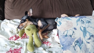 A small dog is lying on a bed, cuddling with a green stuffed toy. The bed has floral-patterned sheets in white and blue, with a brown cushion at the head. The dog appears to be resting peacefully with its eyes closed.