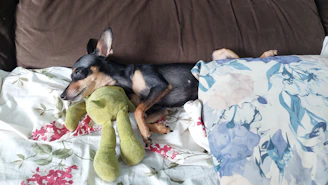 A cozy pet bed made from organic cotton with a small dog curled up inside