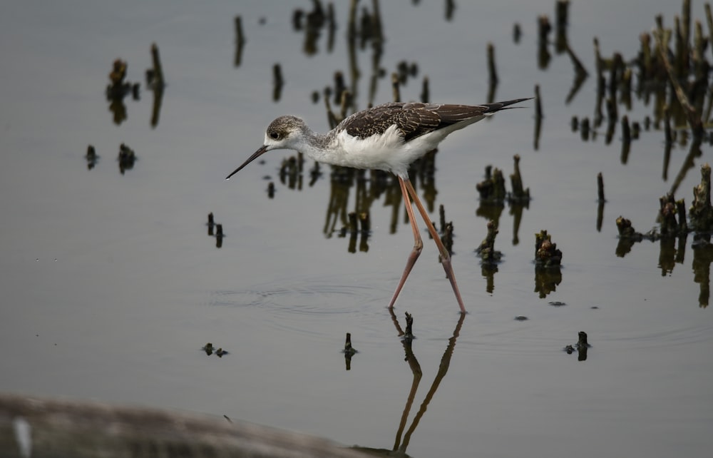 Ein Vogel steht im Wasser