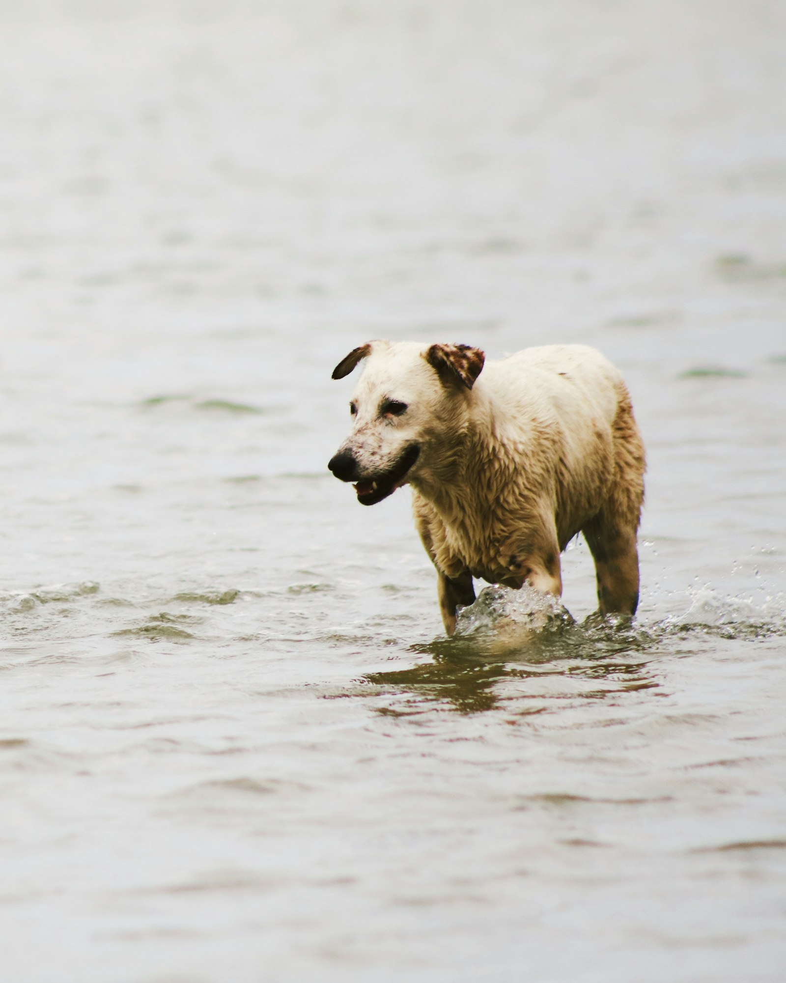 Happy dog wading in shallow lake water at a dog-friendly park