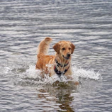 A cheerful golden retriever wearing a bright yellow pluvipaws raincoat, splashing through puddles.