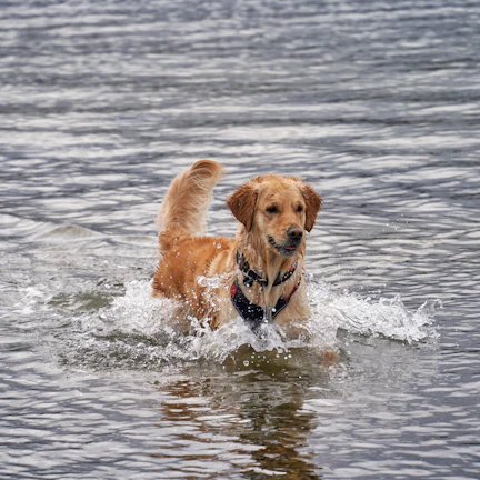 A cheerful golden retriever wearing a bright yellow pluvipaws raincoat, splashing through puddles.