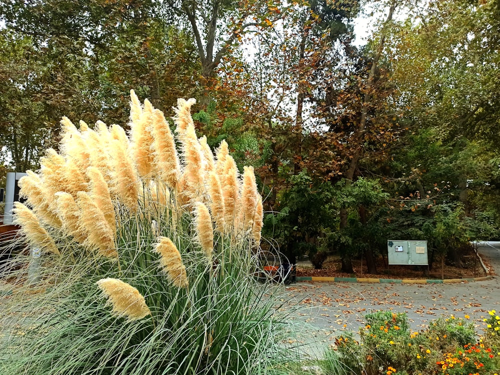 Un cactus dans un jardin