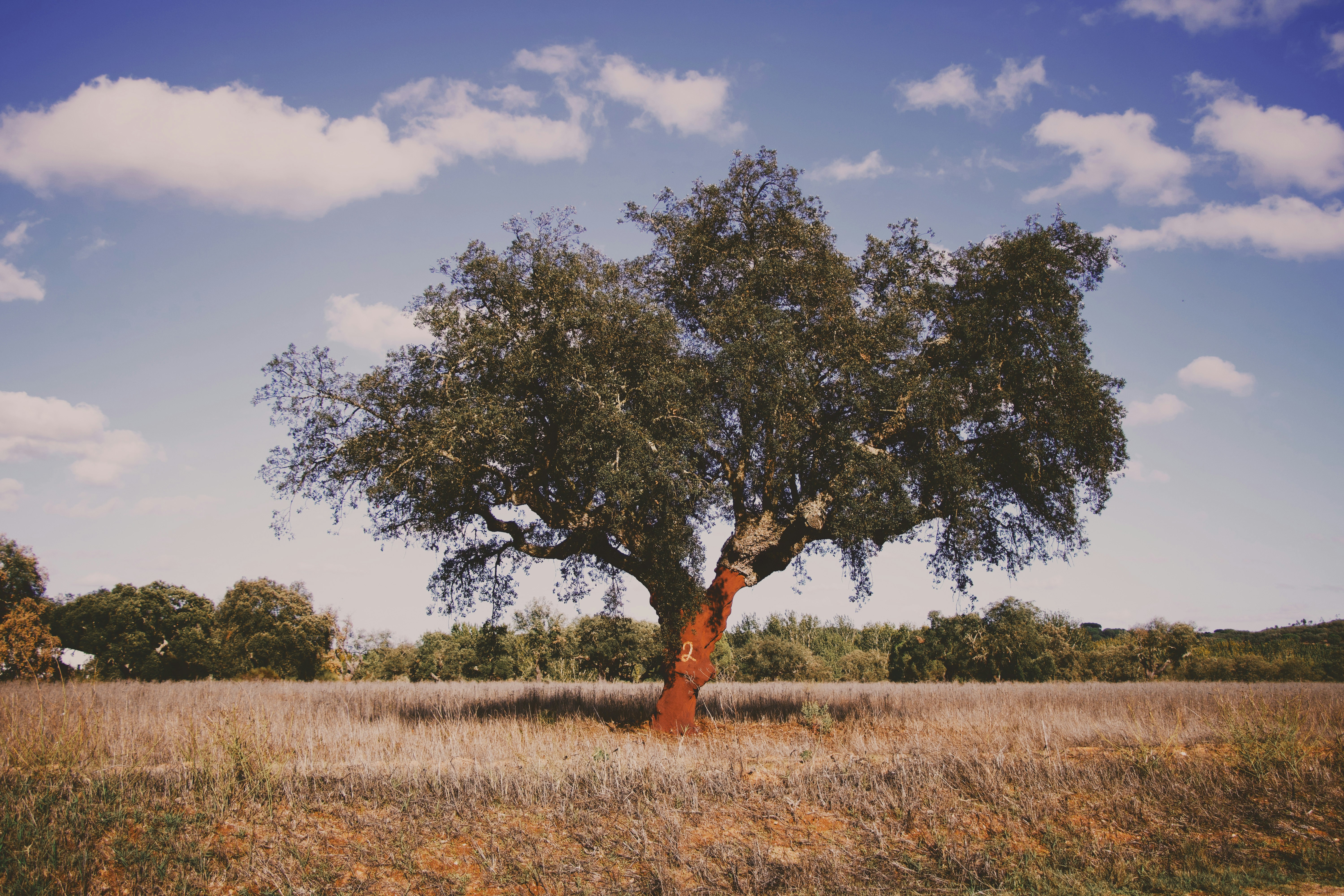 a tree in a field with a sky background, Alentejo