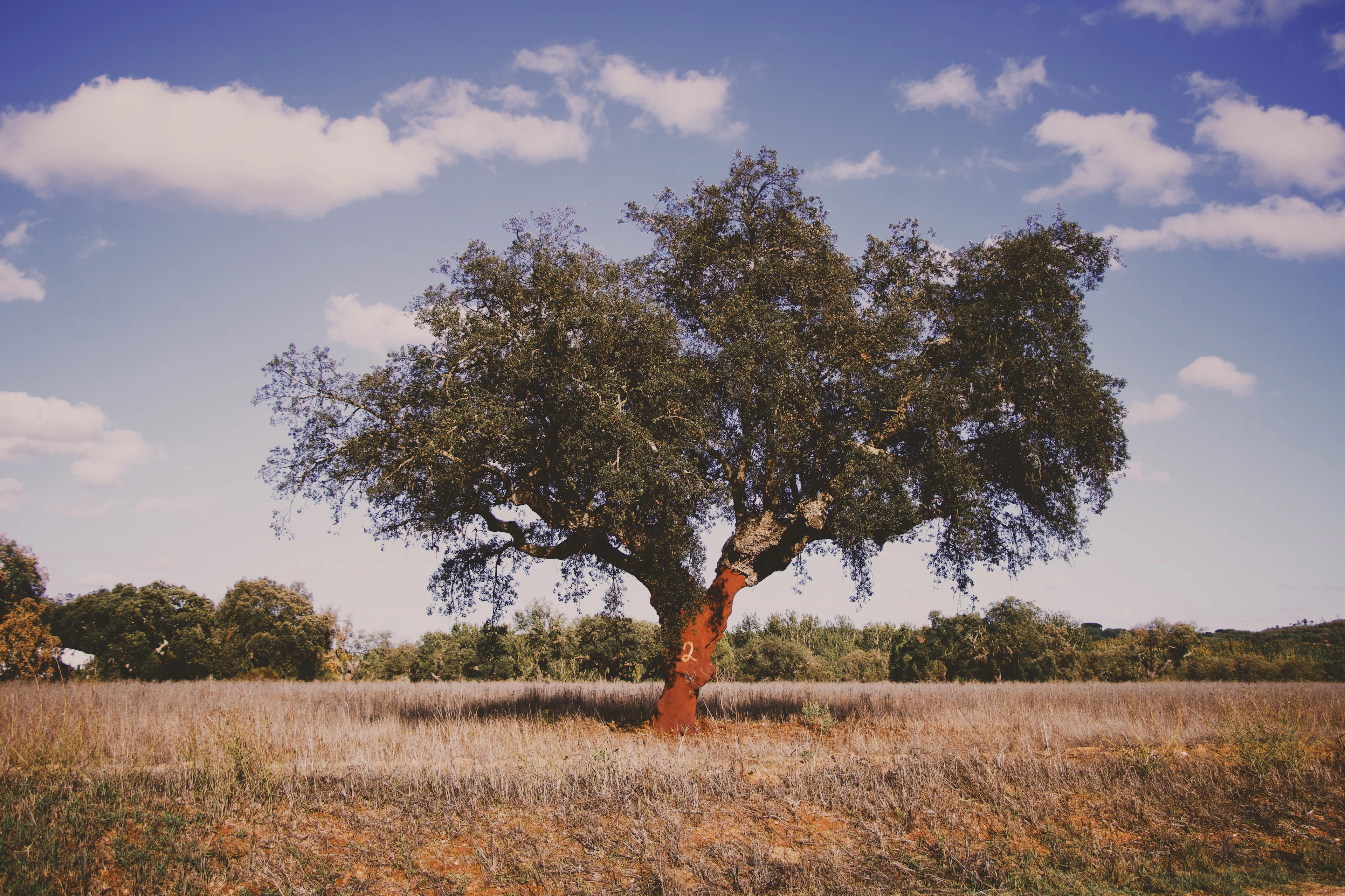 A cork oak with freshly stripped bark in a summer meadow in the Alentejo