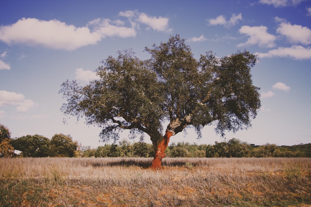 a tree in a field with a sky background