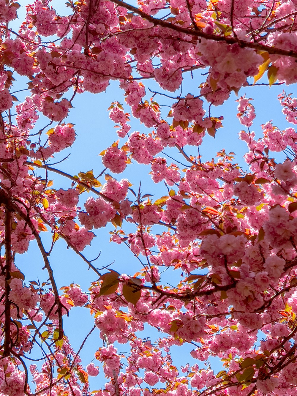 木の上のピンクの花