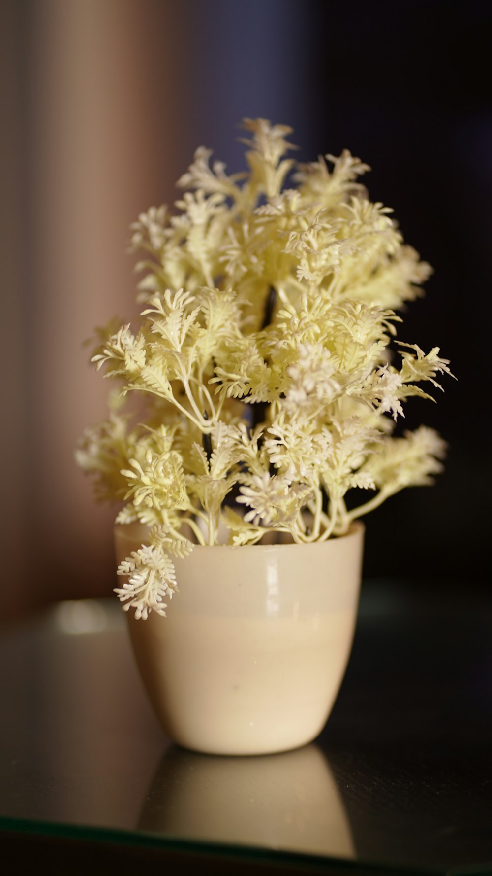 a vase with white flowers