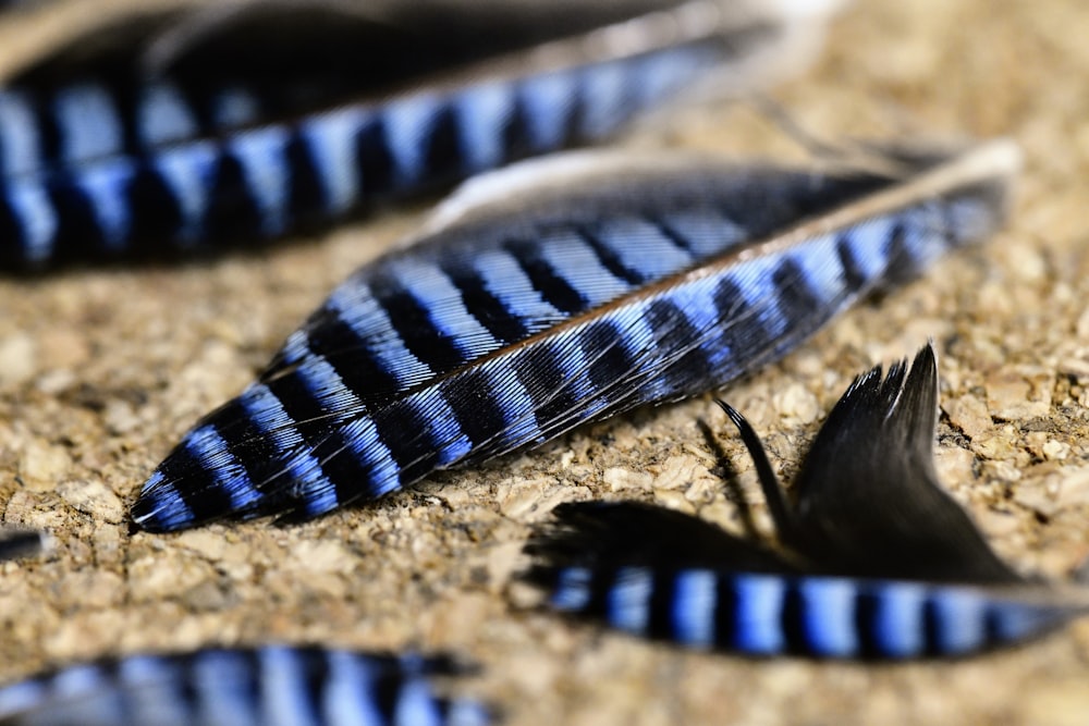 a snake with blue stripes
