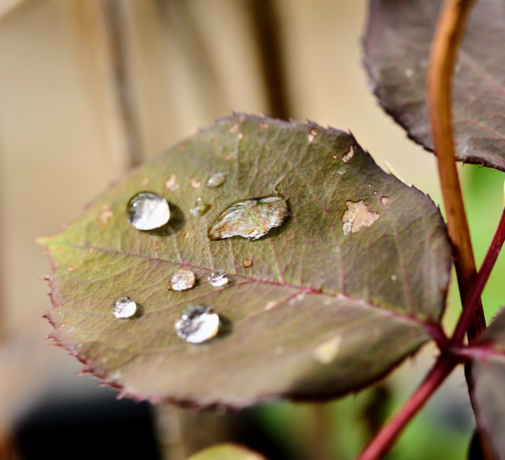 a close up of a leaf