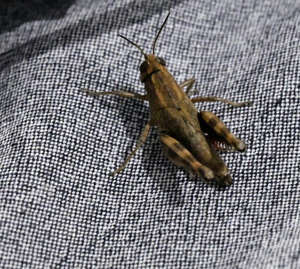a bug on a surface