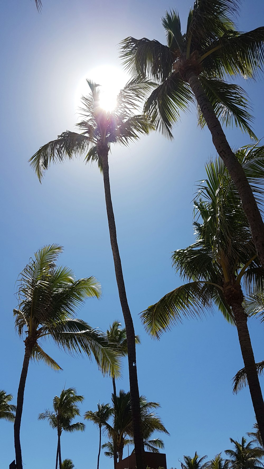 a group of palm trees