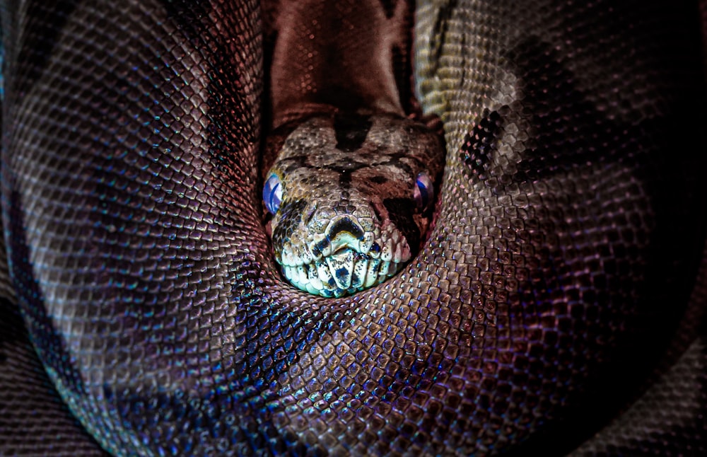 a close up of a purple and white snake