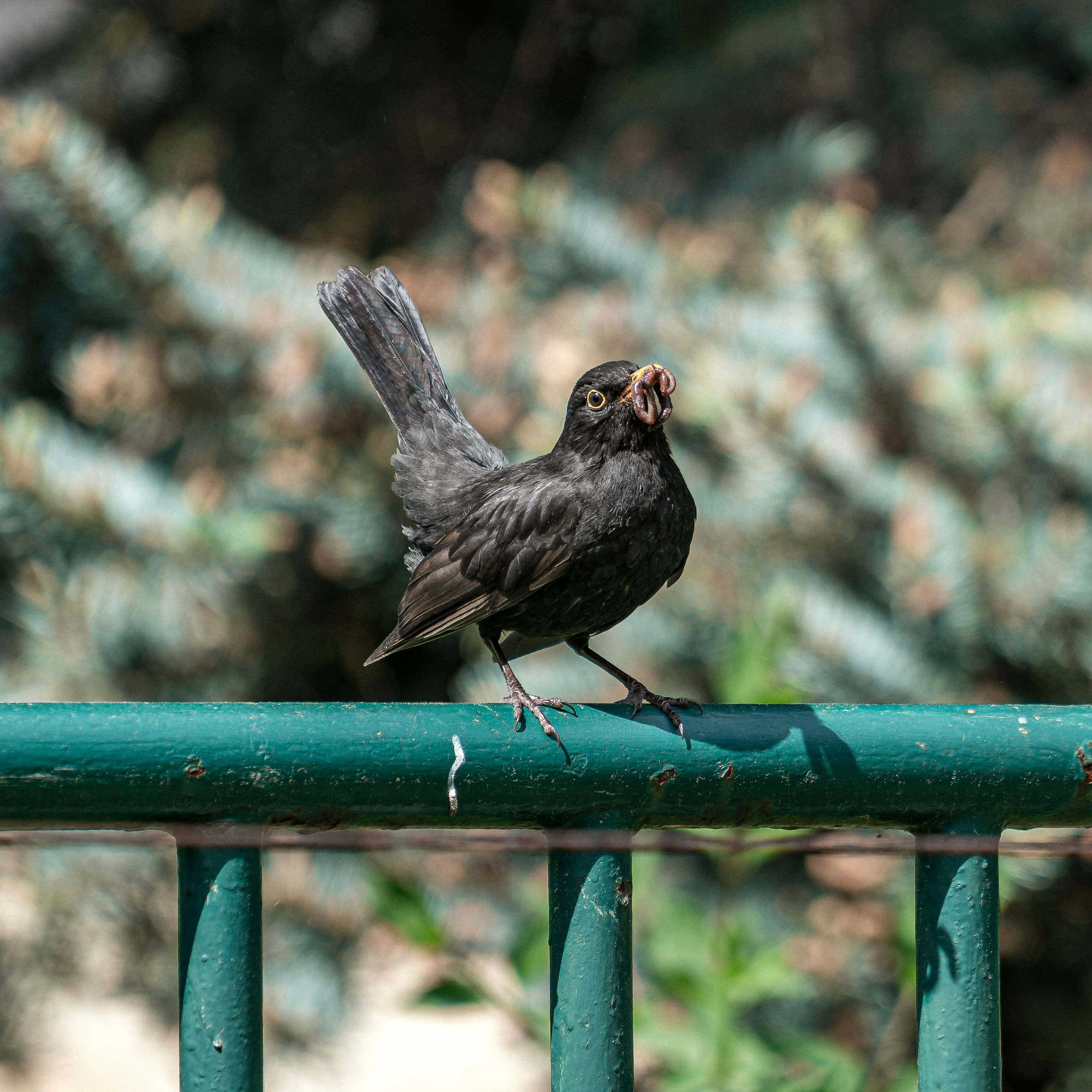 Tehran Birds Garden photo 3