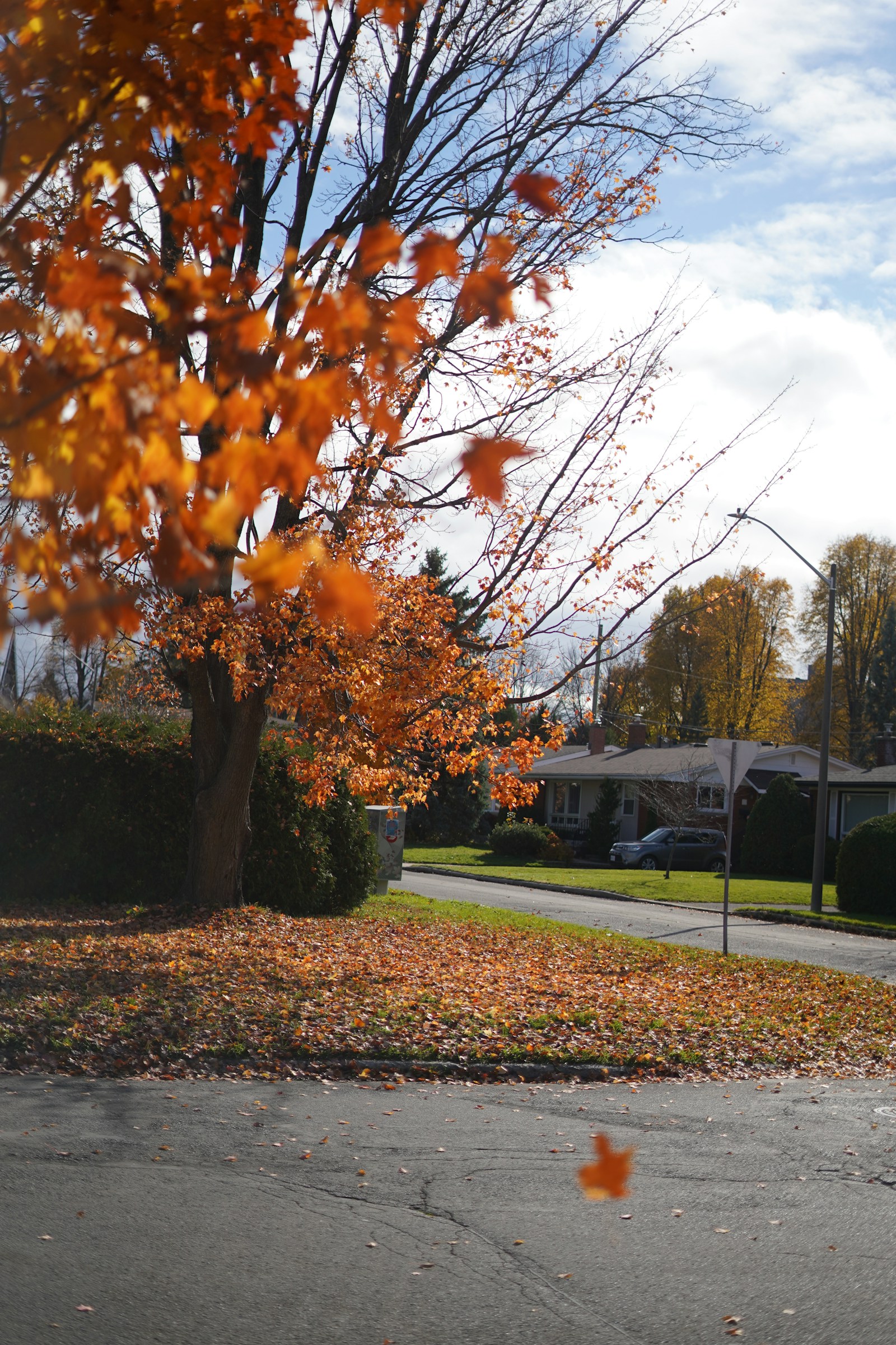 Should You Buy a Single Home or Townhome in Ottawa’s 2025 Market? A Smart Buyer’s Comparison