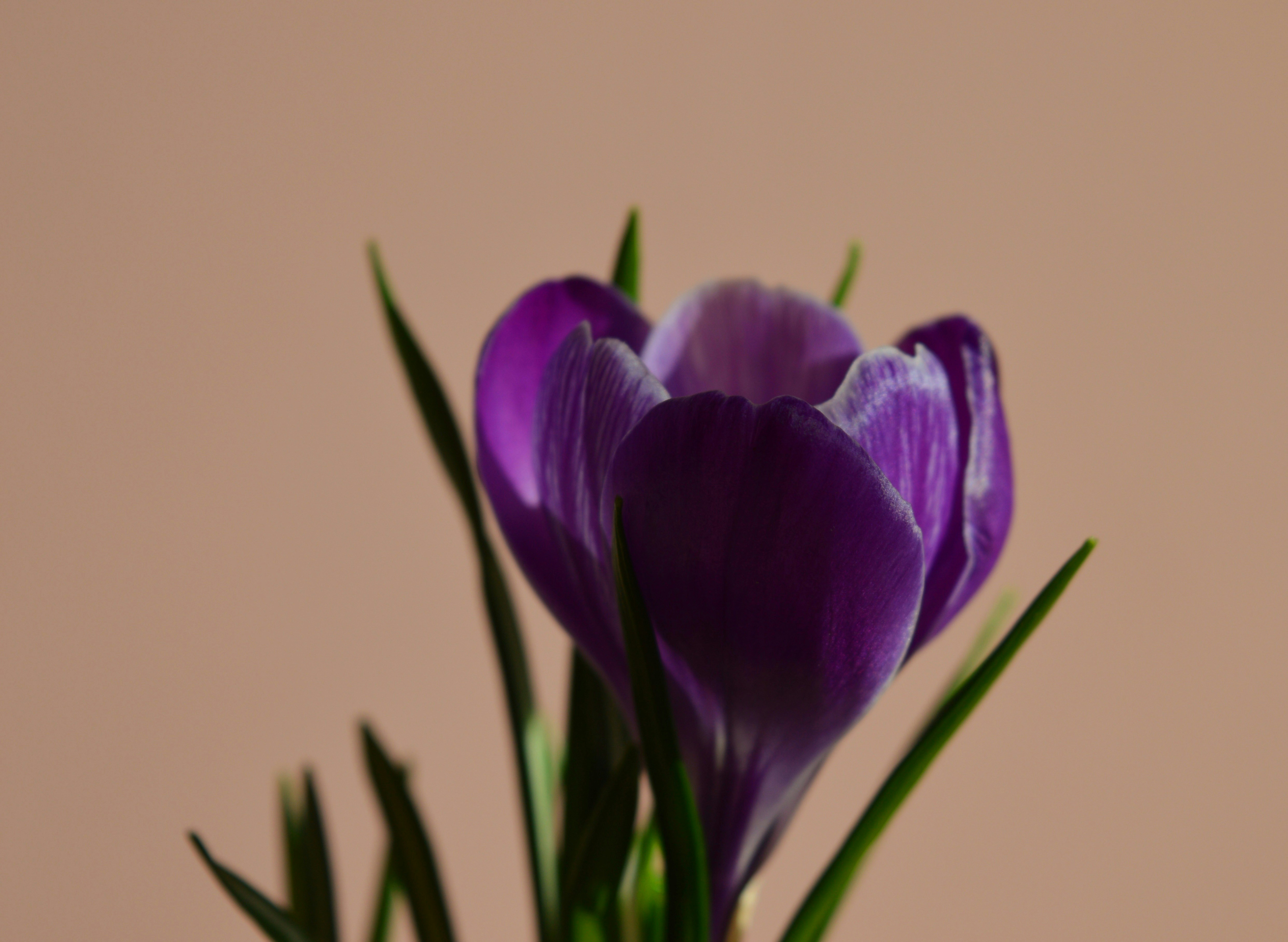 Photo by marianikolova