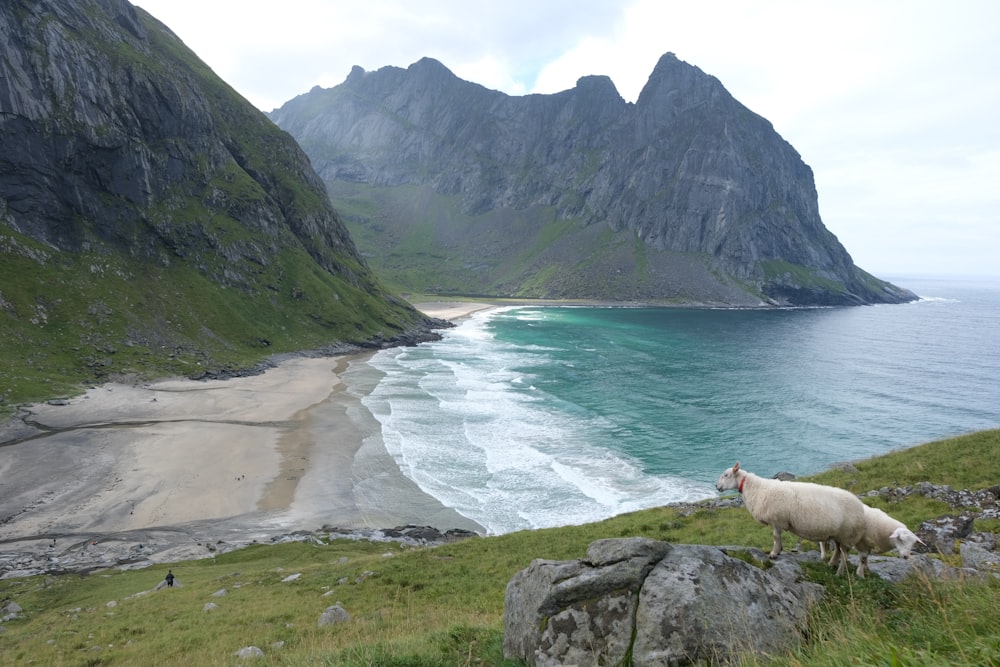 a sheep on a hill by a body of water