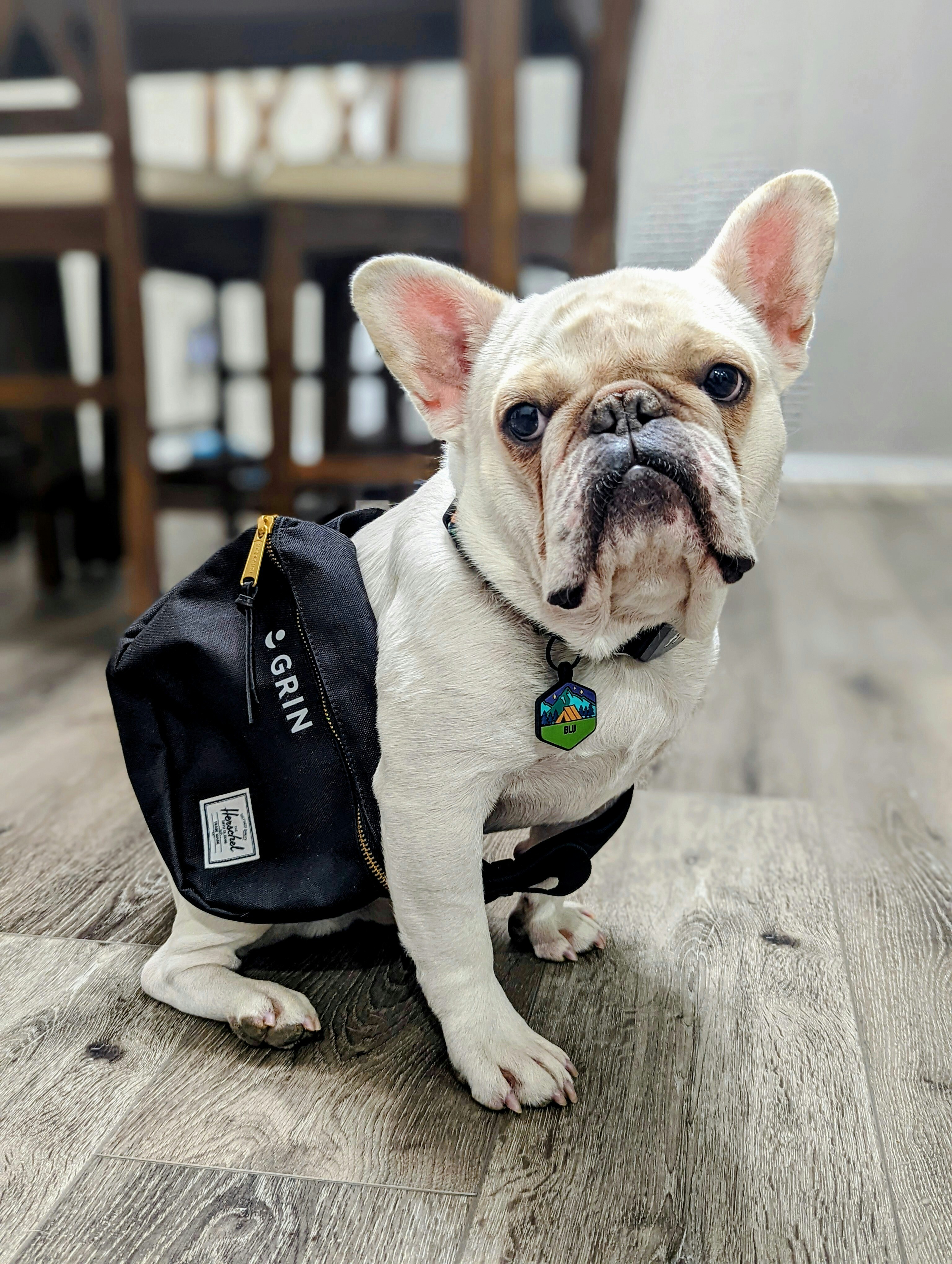 French Bulldog - The Apartment Sweetheart (image credits: unsplash)