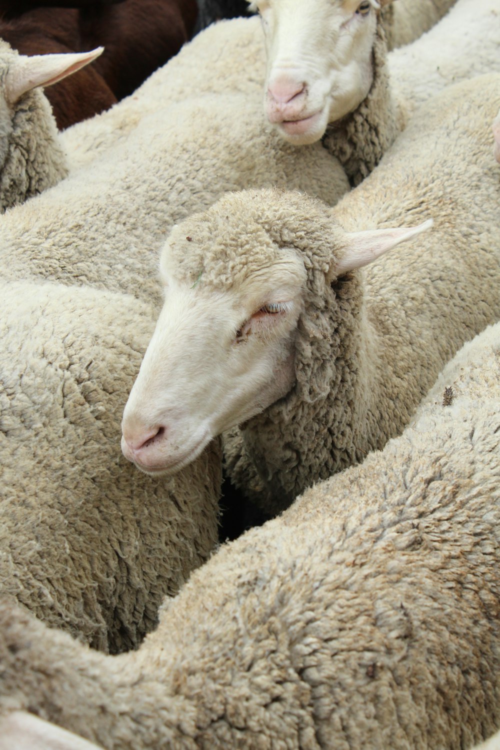 a group of sheep