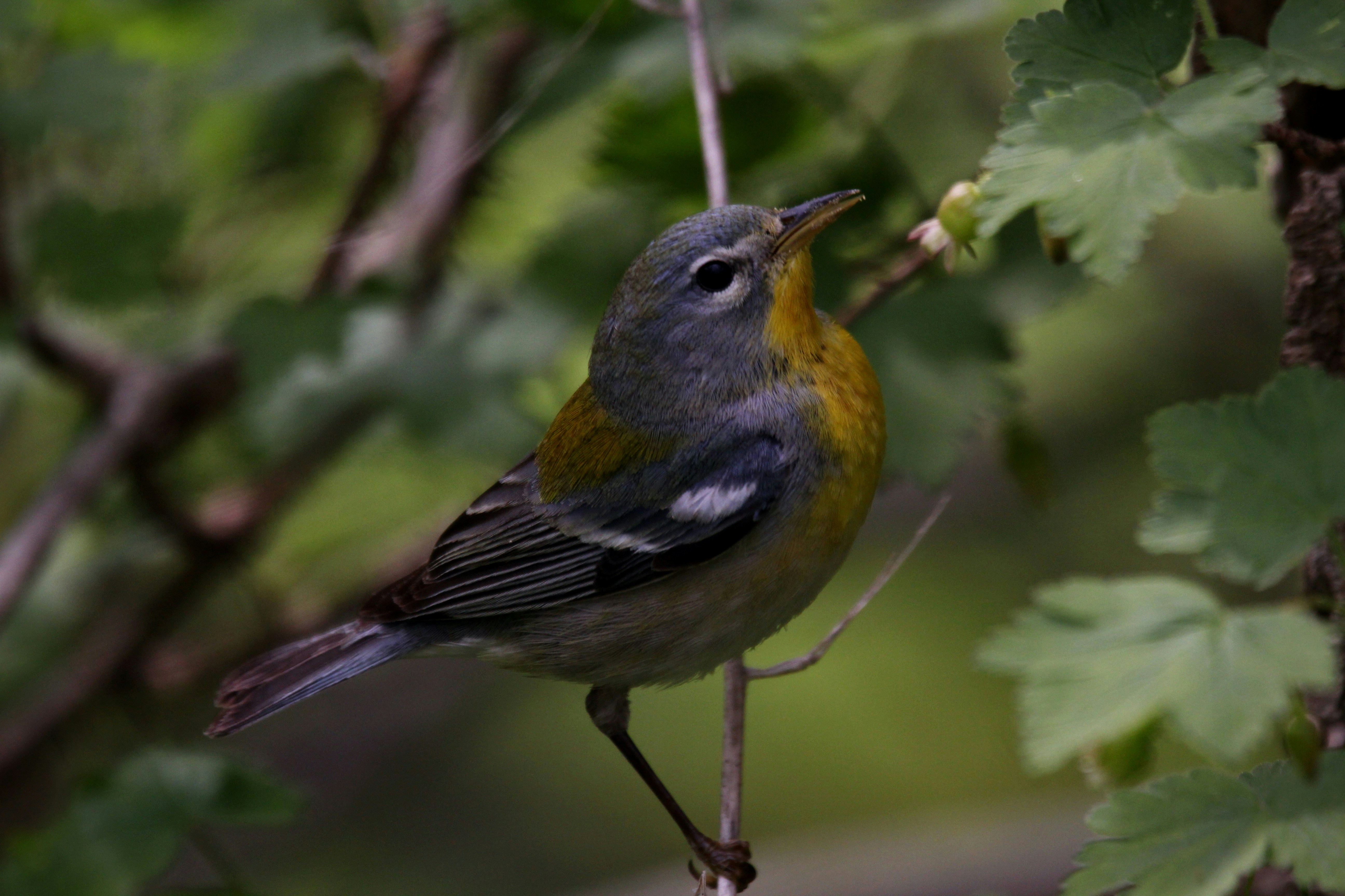 Photo by naturelensephotographer
