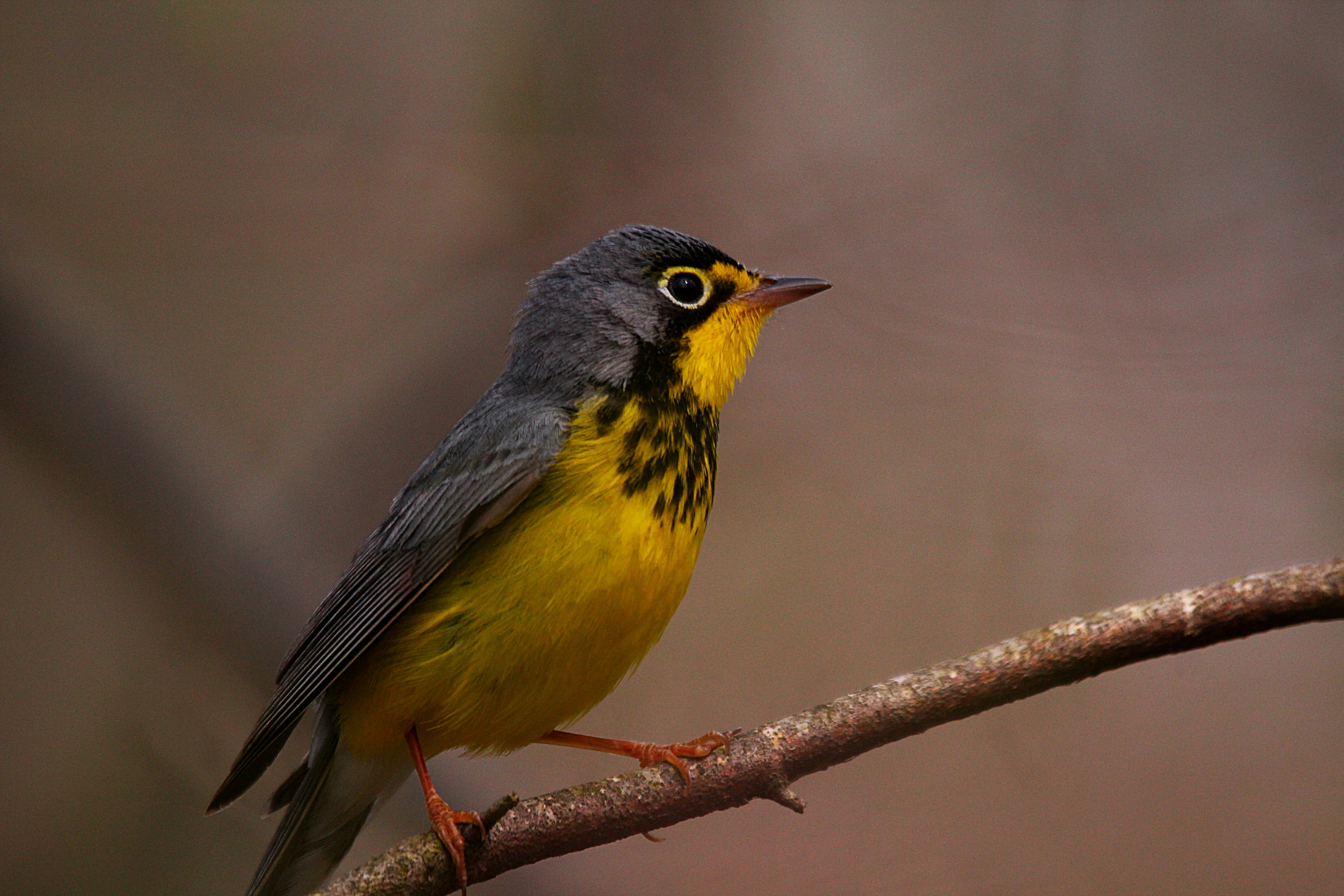 Photo by naturelensephotographer