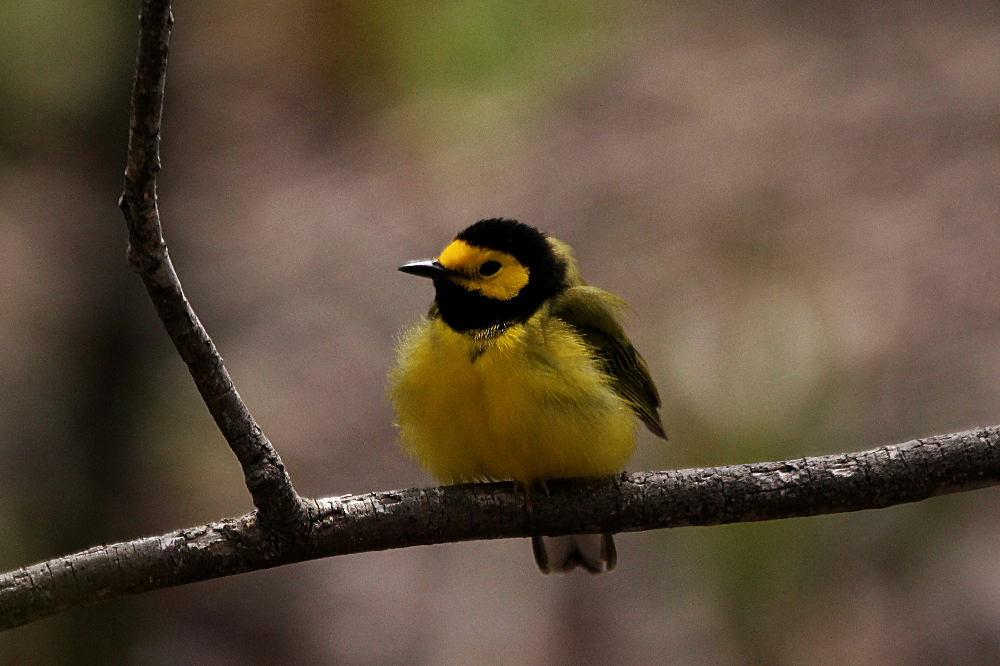 Photo by naturelensephotographer