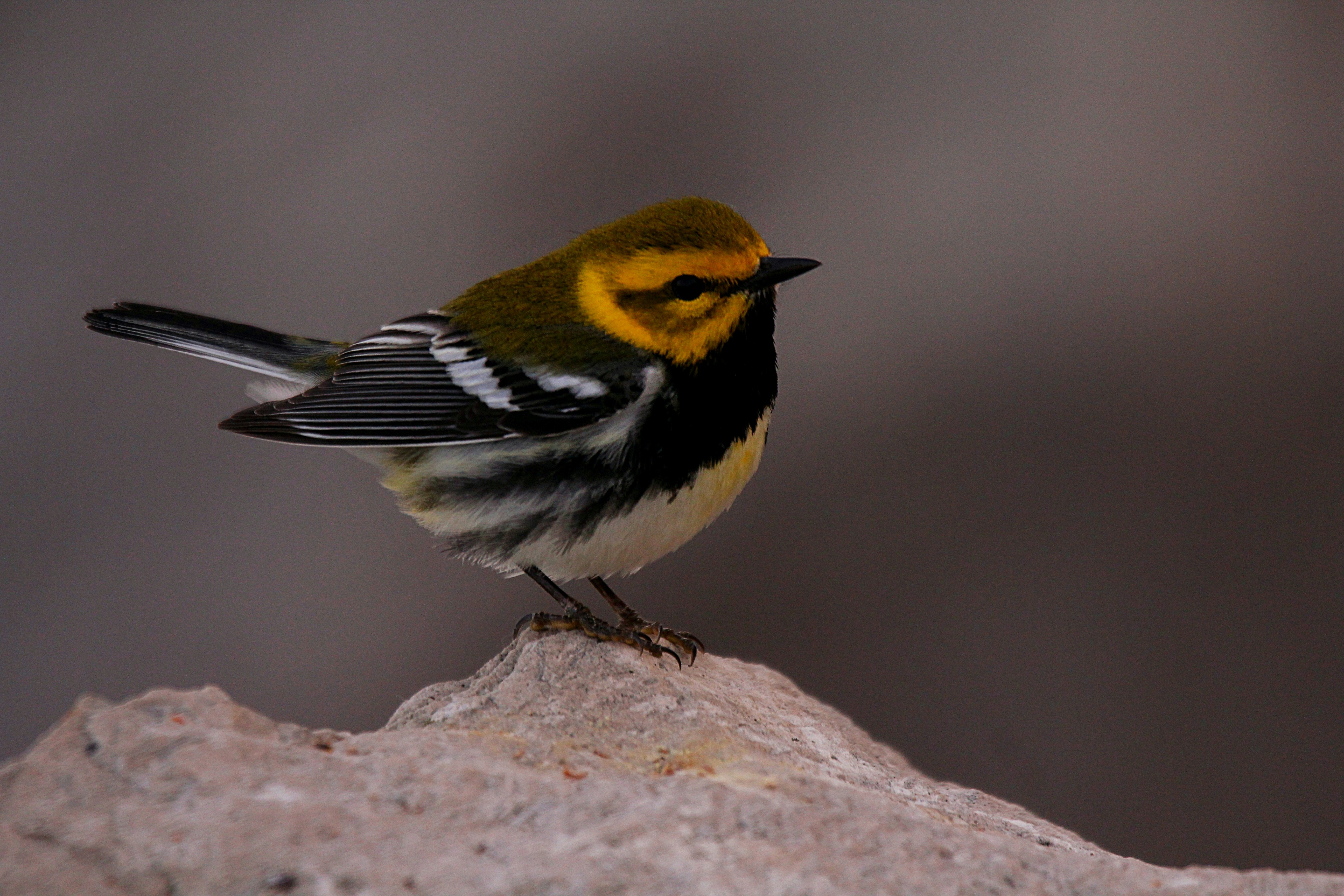 Photo by naturelensephotographer