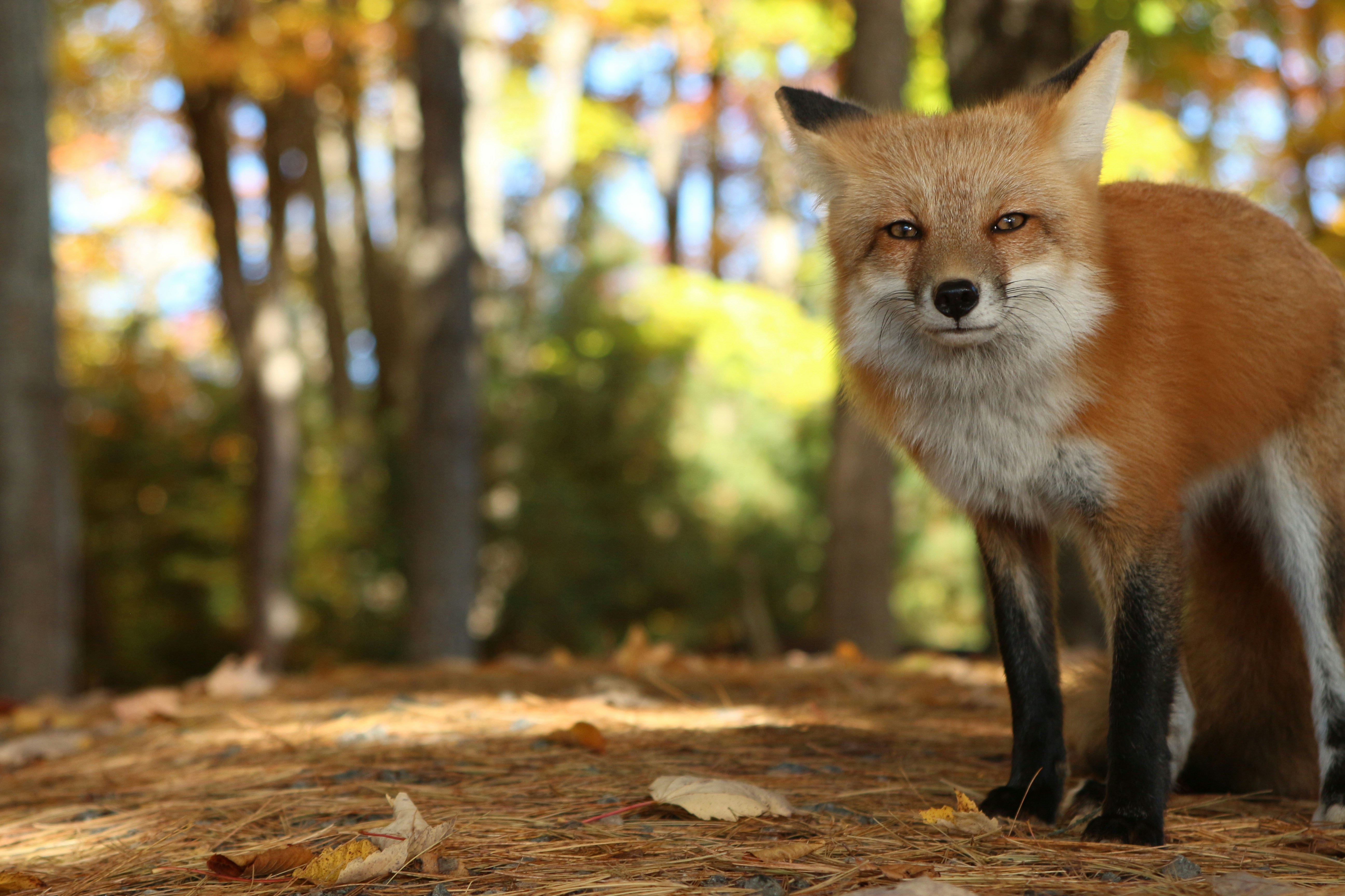 Uma raposa vermelha comendo comida em um convés foto – Imagem grátis sobre  Retrato na Unsplash, image size:3000x2000