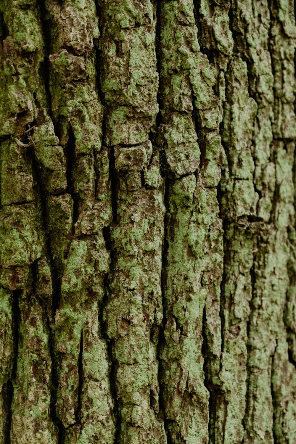 a close up of a tree bark