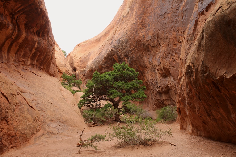 a small tree in a canyon