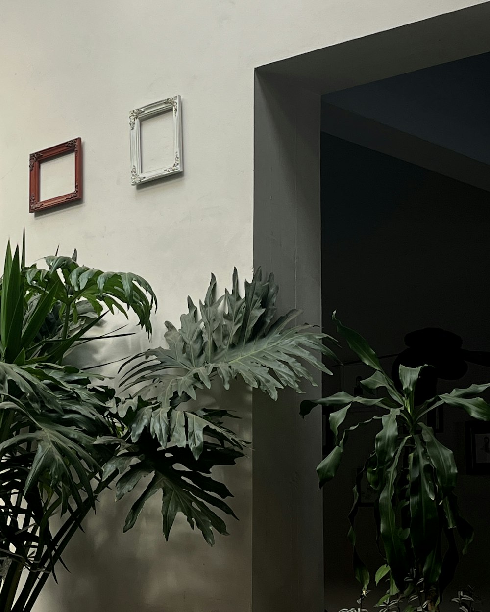 a plant in a room
