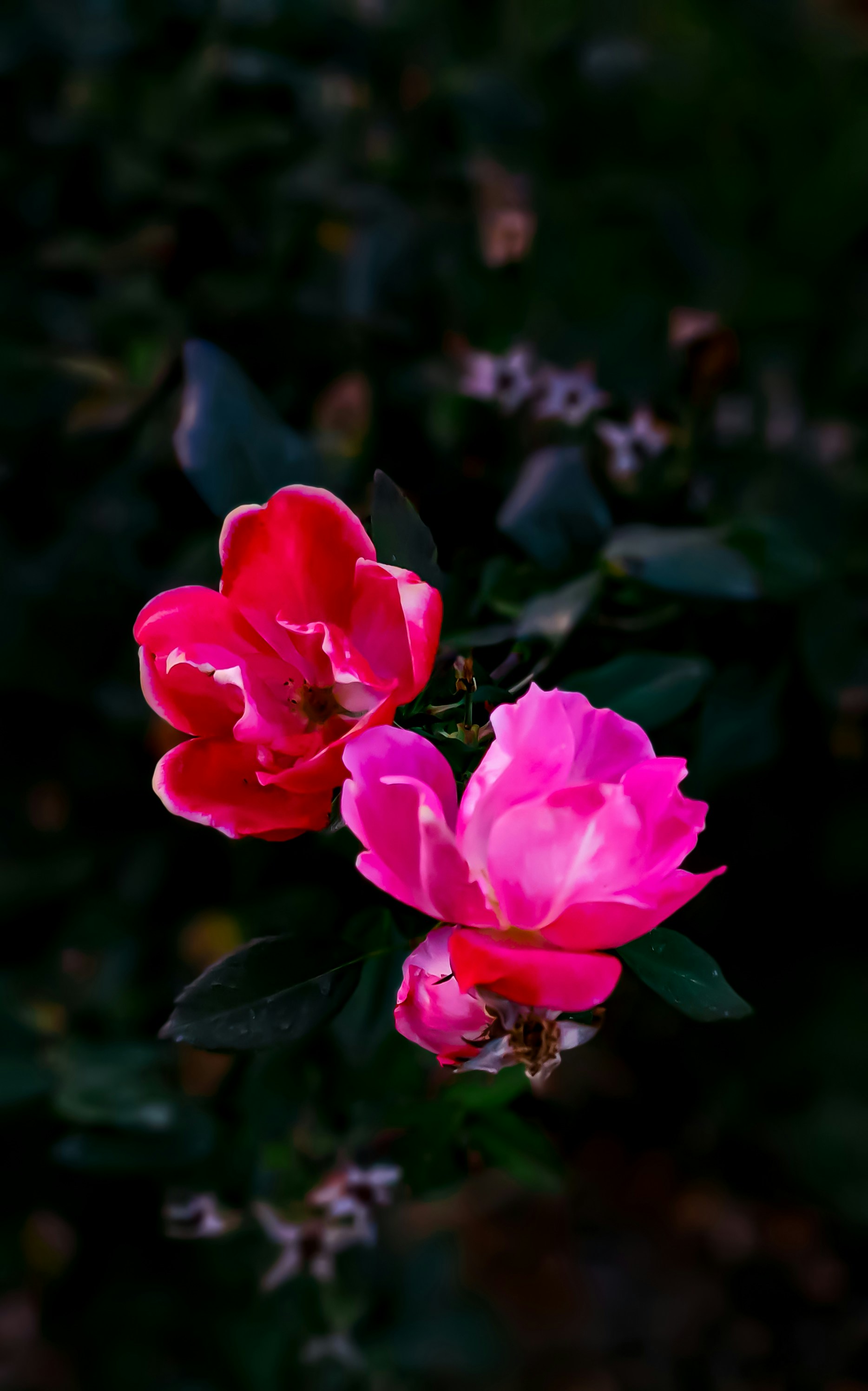 Photo by duck_lyfe23