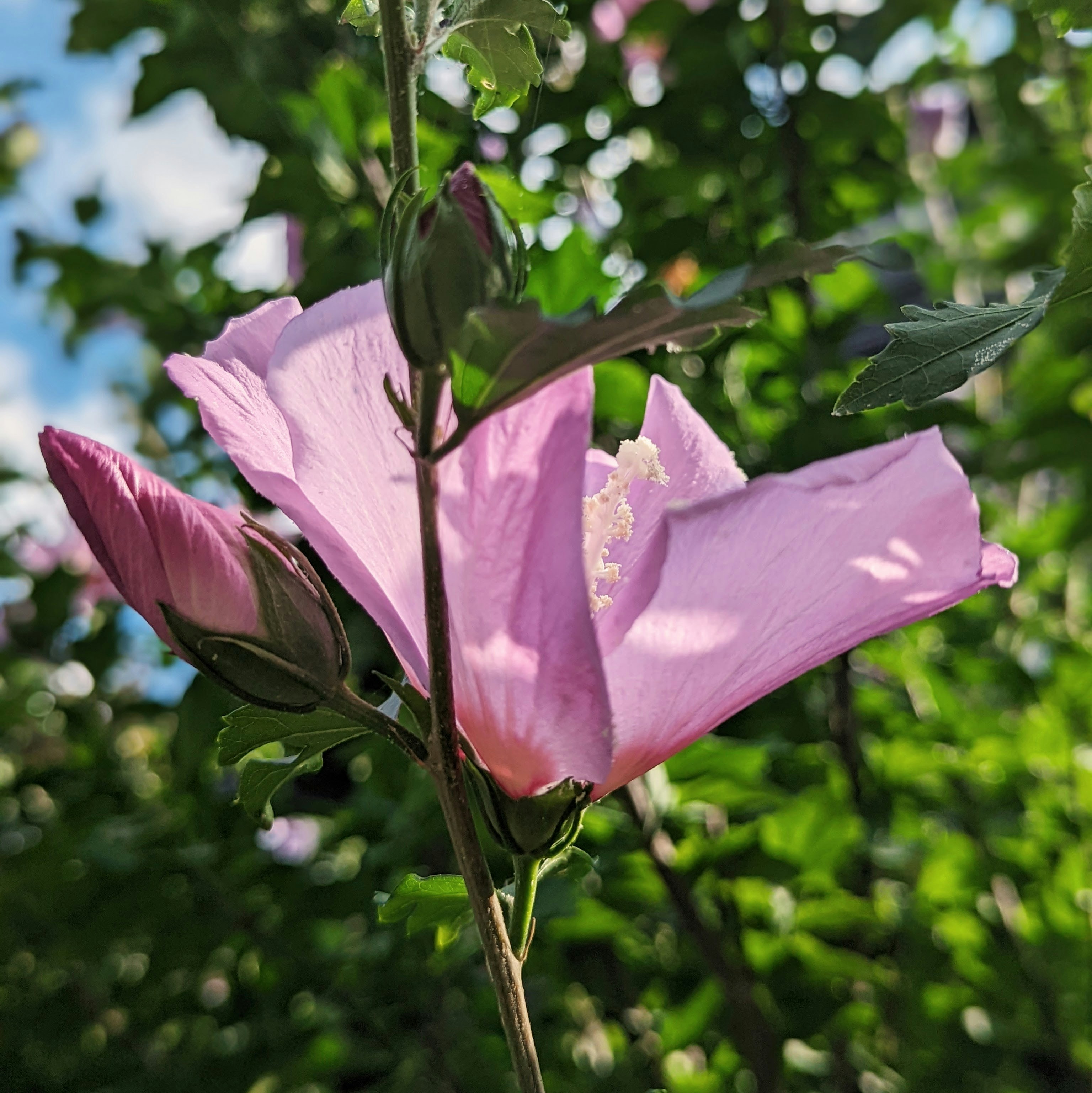 Gros plan d’une fleur