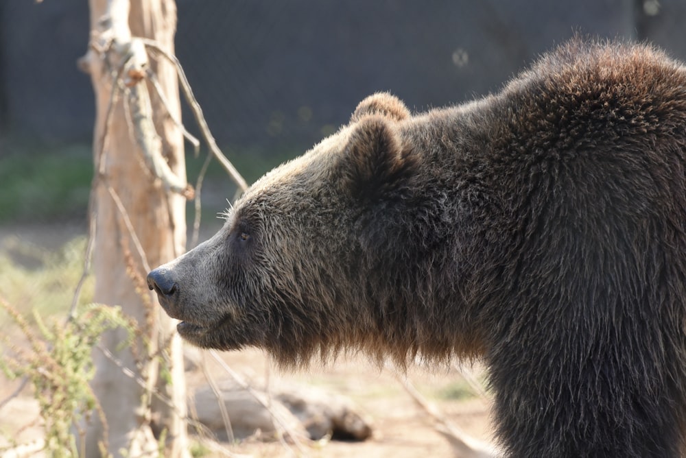 a bear sitting next to a tree