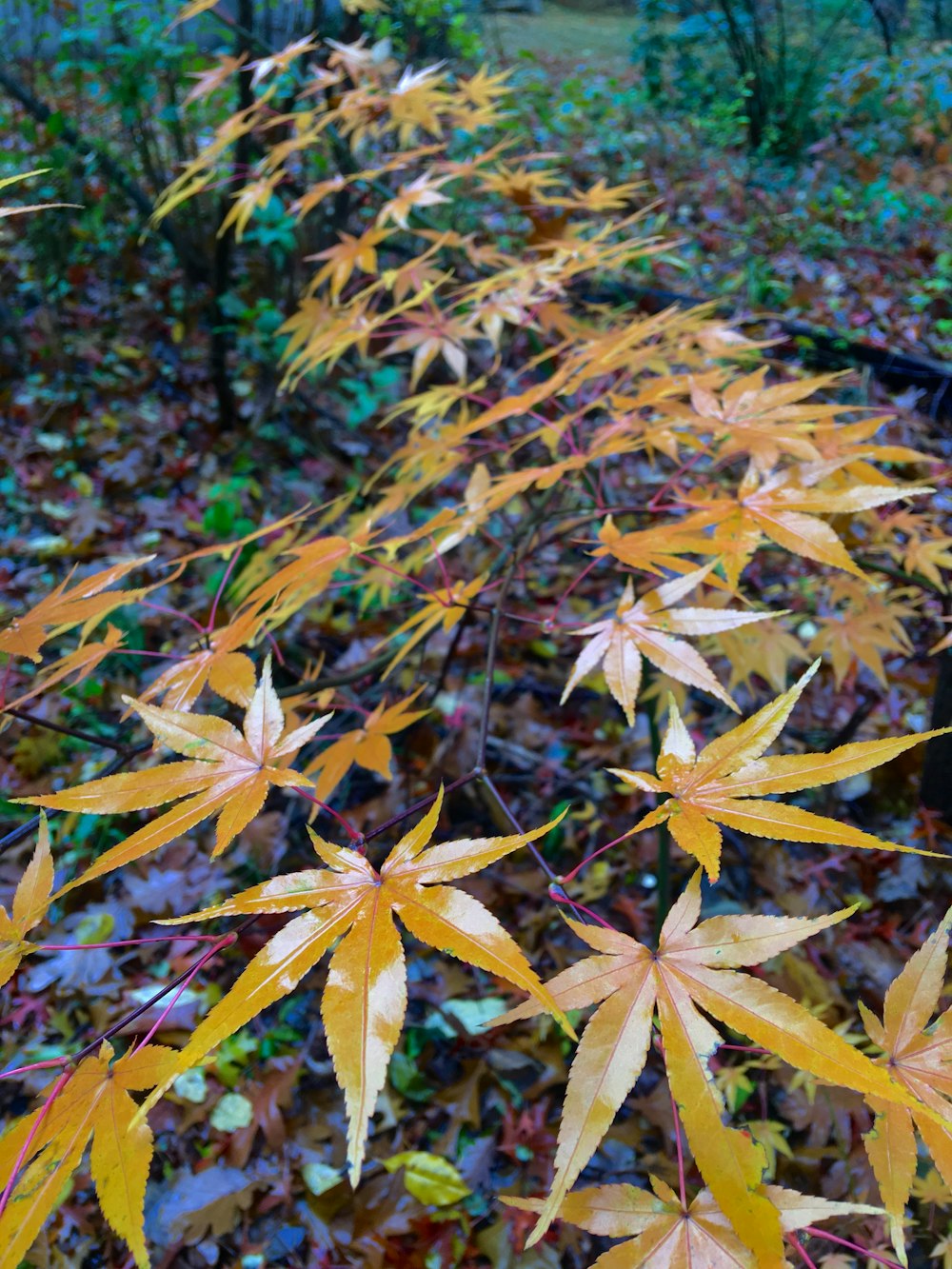 a group of leaves