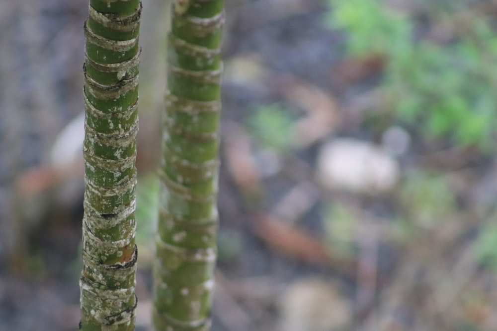 a close up of a bamboo