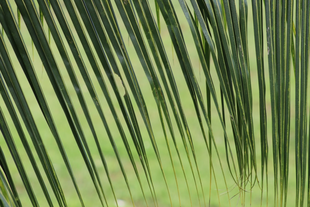 a close up of some leaves