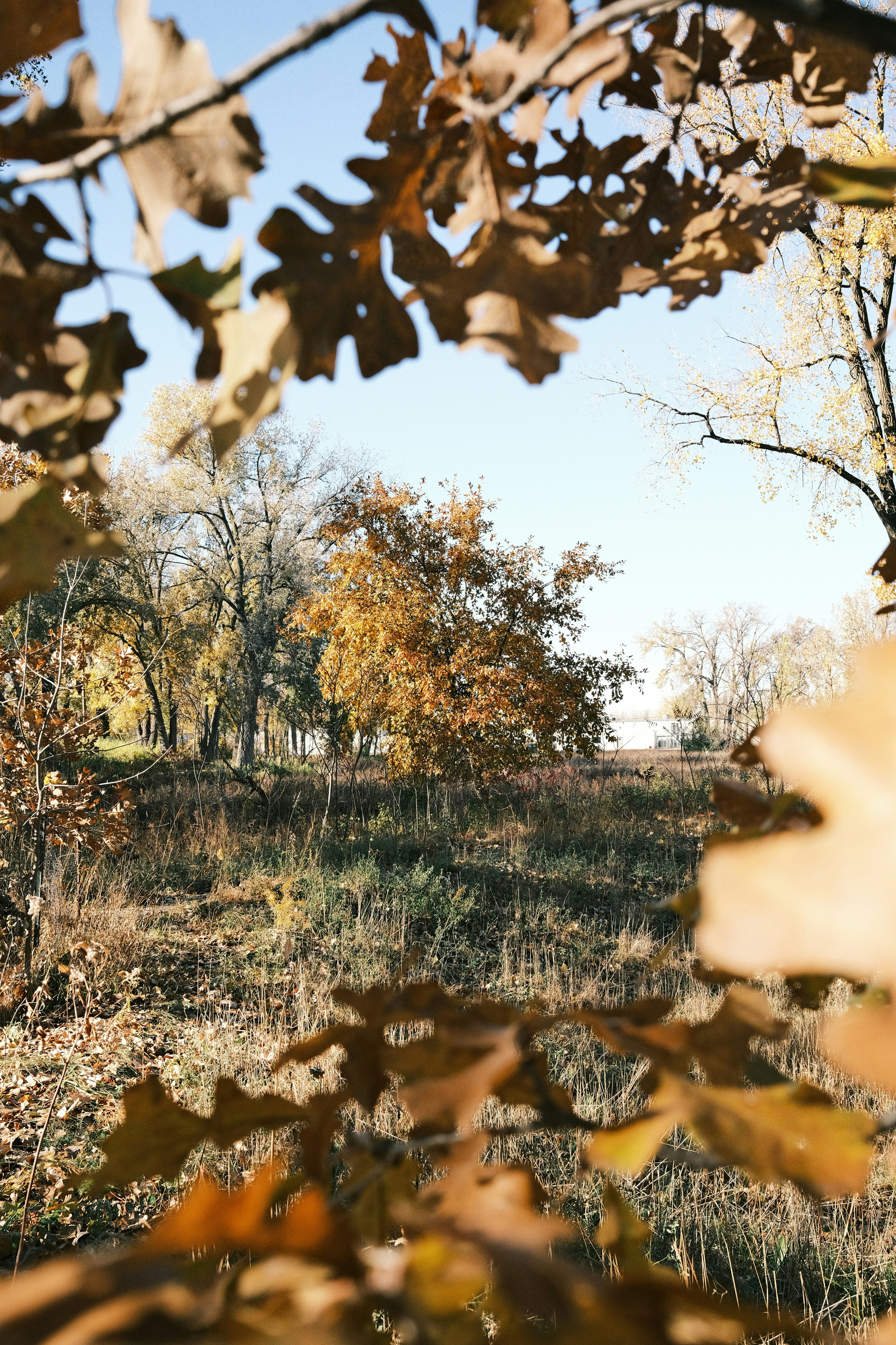 ein Gewässer mit Bäumen drumherum