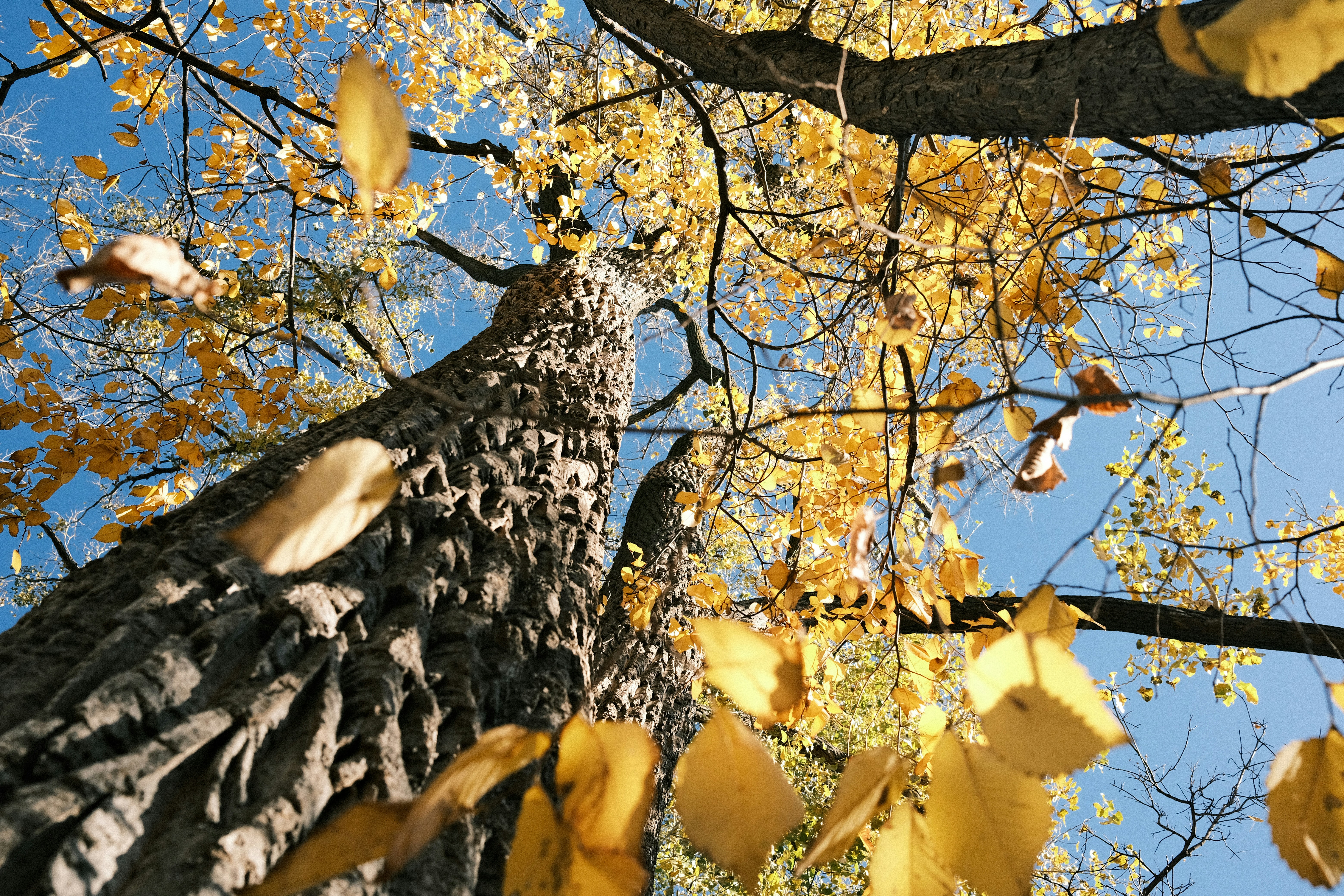 a group of leaves on a tree