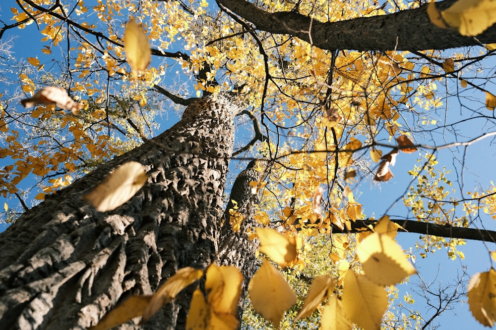 un groupe de feuilles sur un arbre