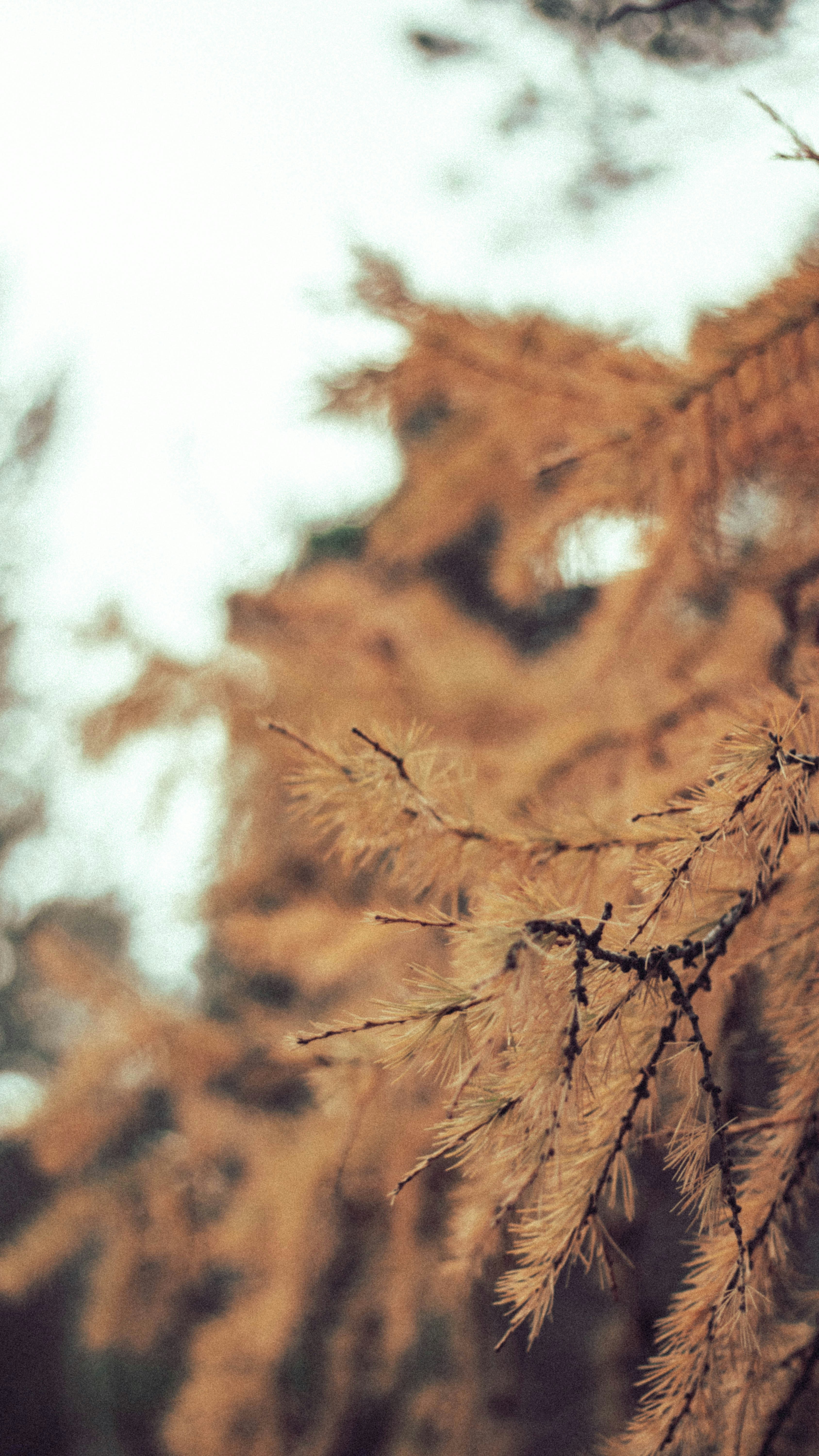 a tree branch with dry leaves