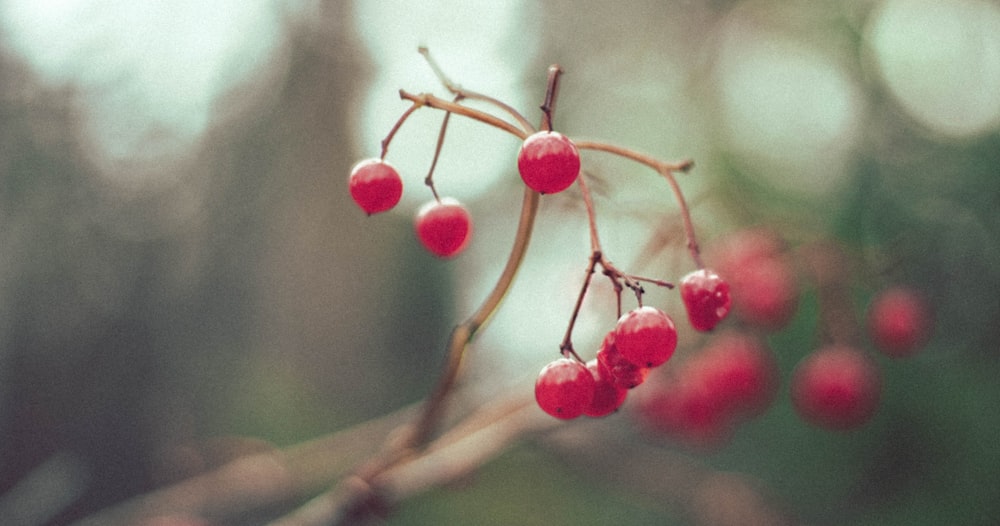 a close up of some berries