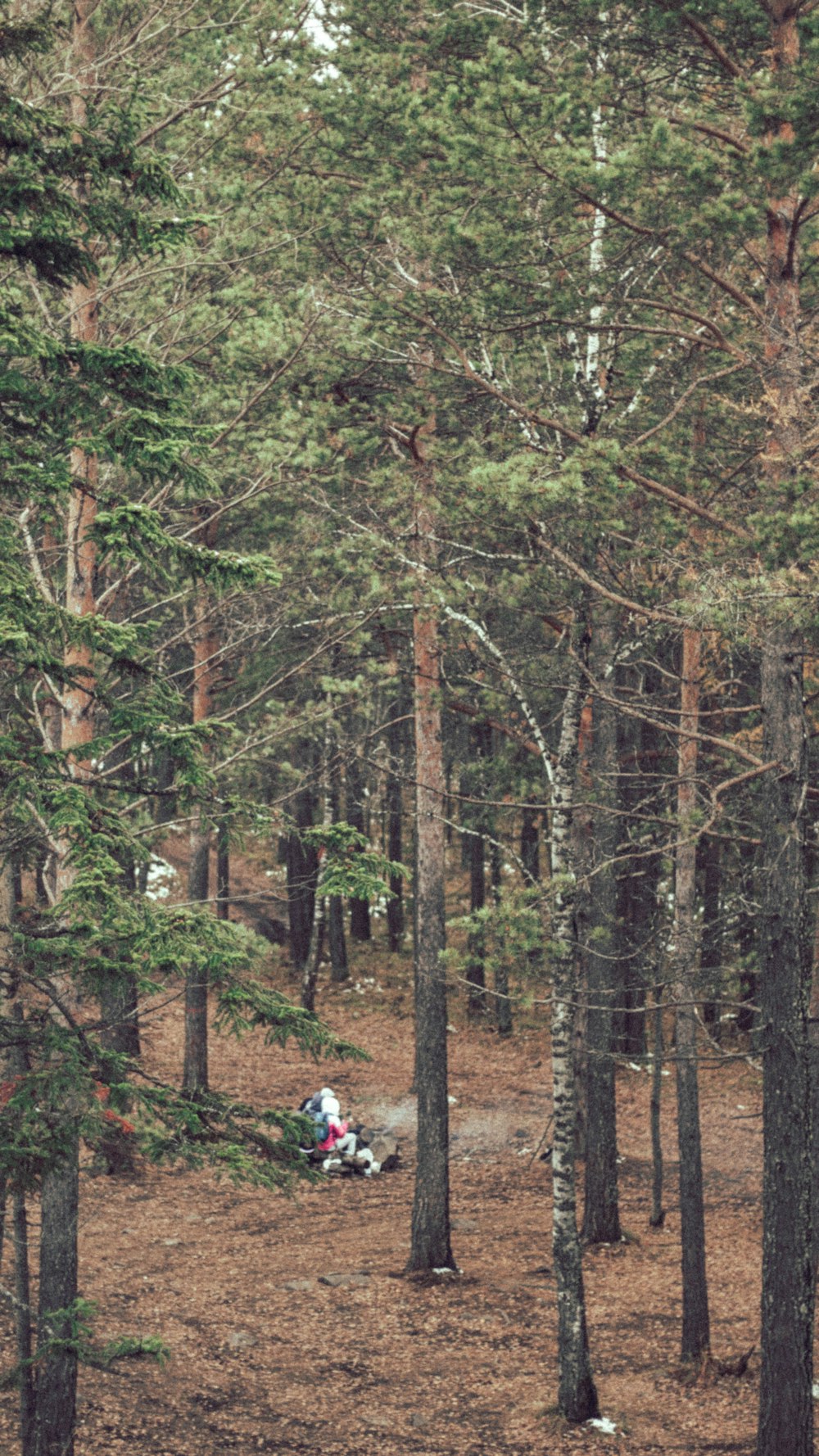 a person sitting in a forest